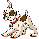 Hond